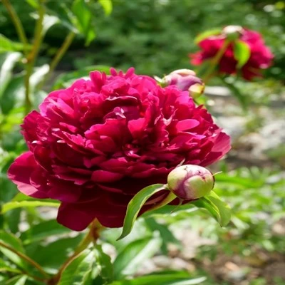 Red Sanalwood tutun tutquni